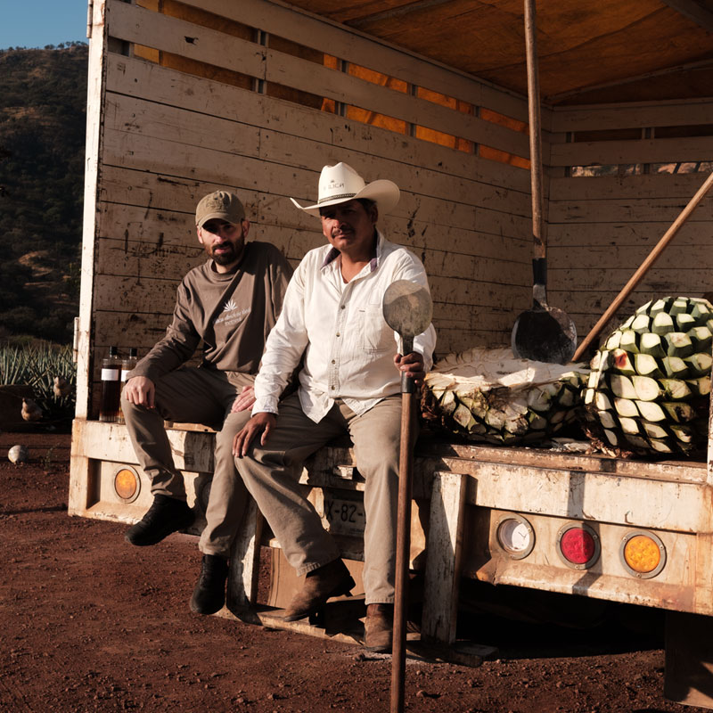 Cuisson de l'agave