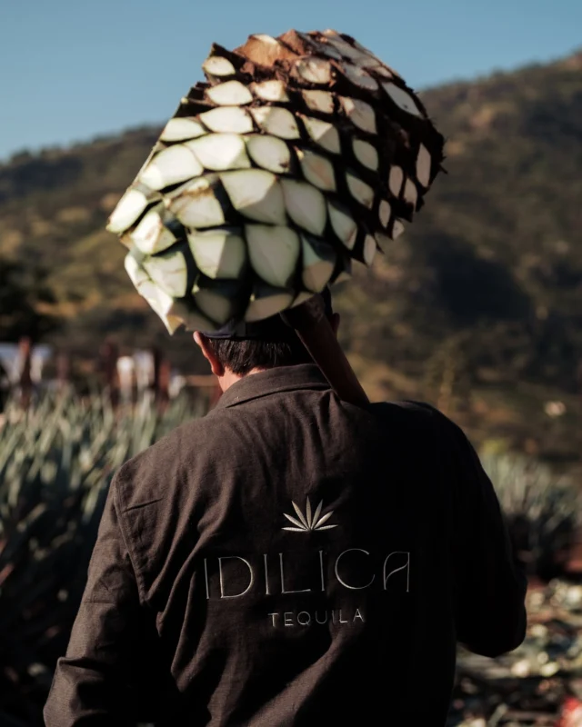 Born in the agave ☀️ 

#tequila#craftmanship